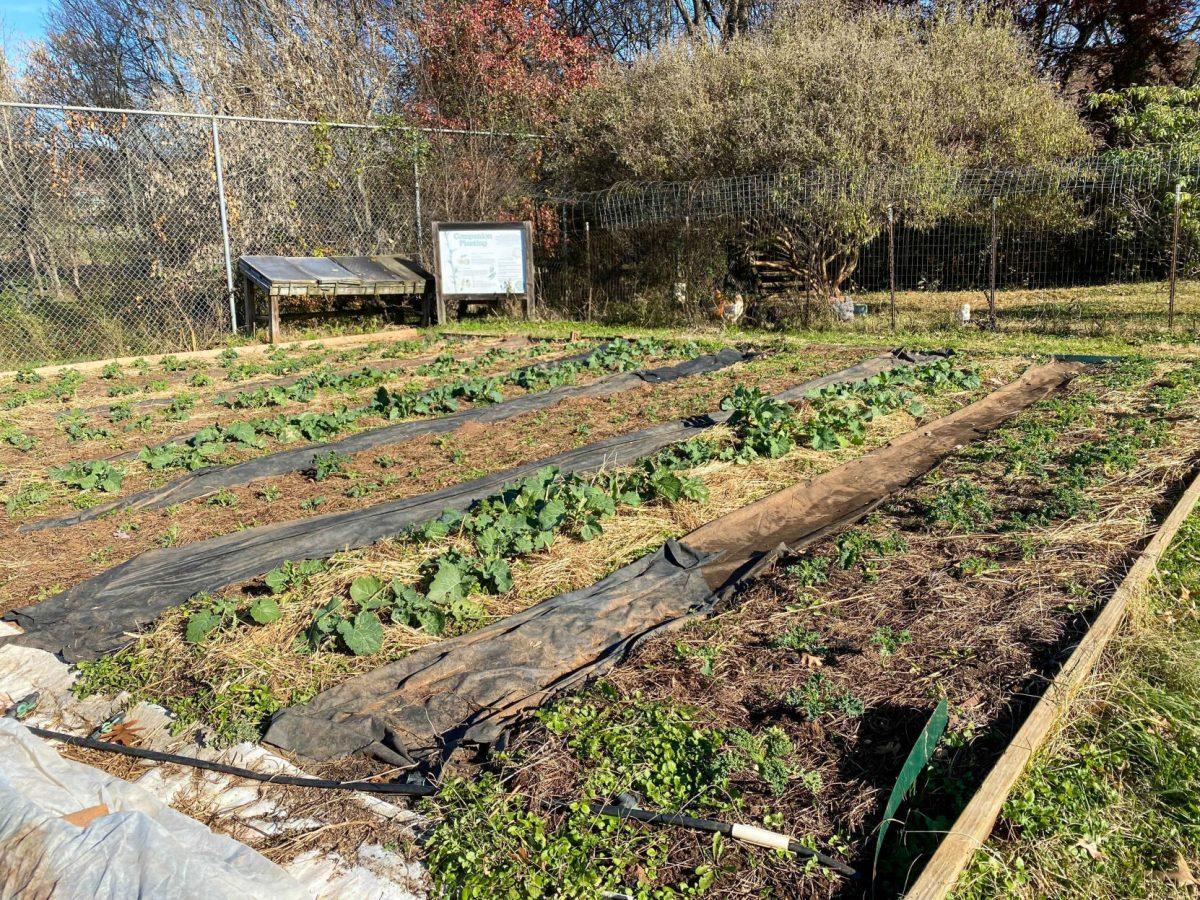 Beardsley Community Farm is an urban nonprofit community dedicated to food security and sustainable agriculture in Knoxville. Photo taken Wednesday Nov. 24, 2021.
