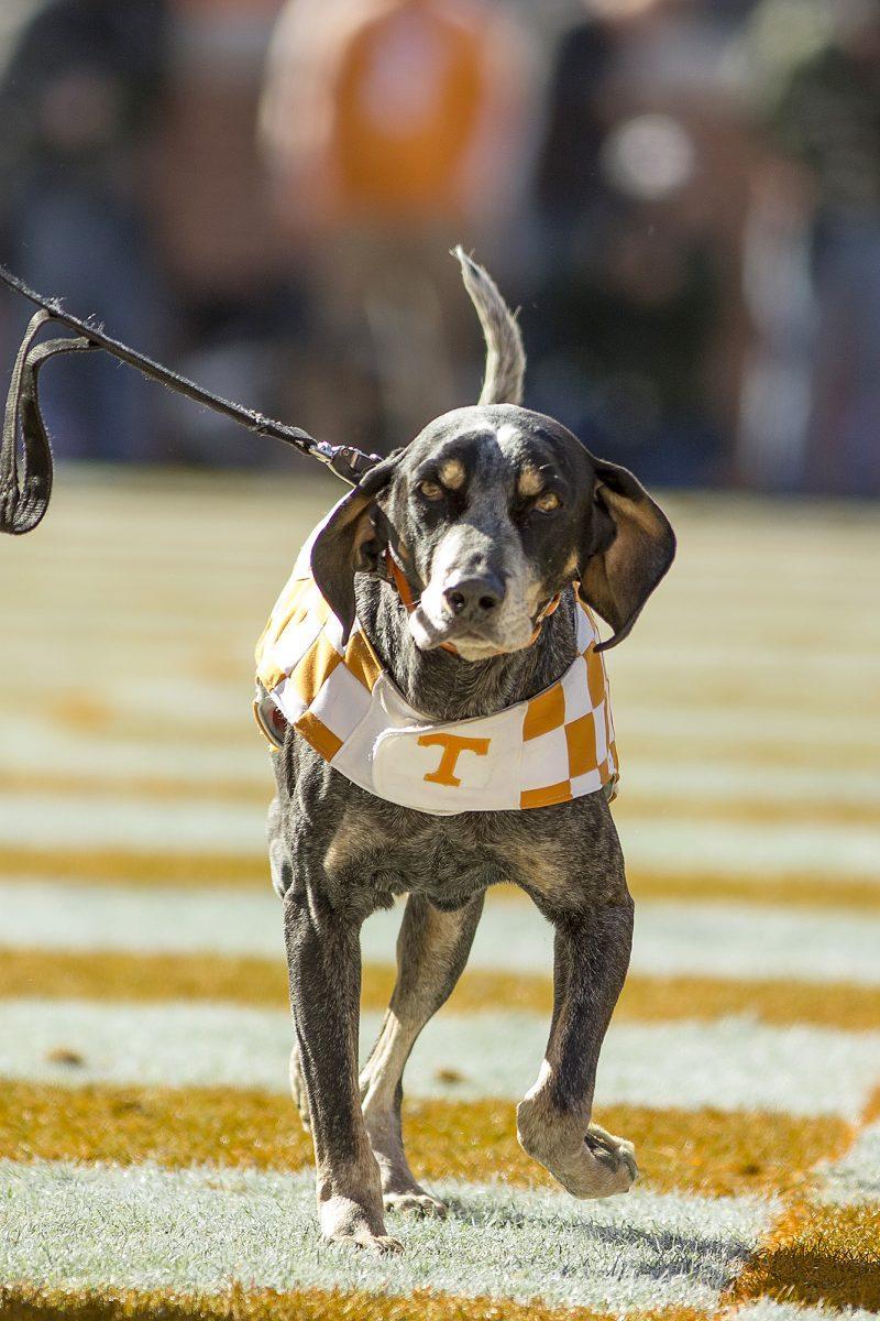 Smokey IX runs across the endzone during his last home game against Kentucky on Nov. 24, 2012.