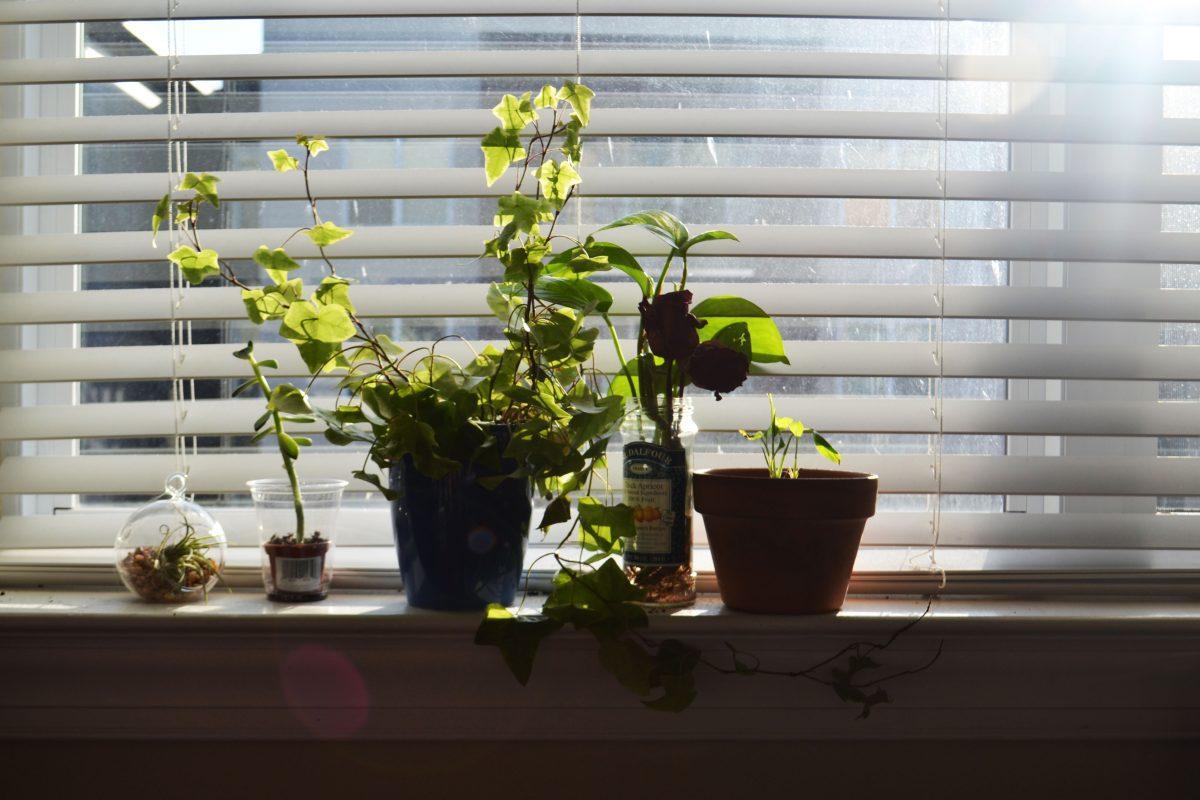 Dorm Plants