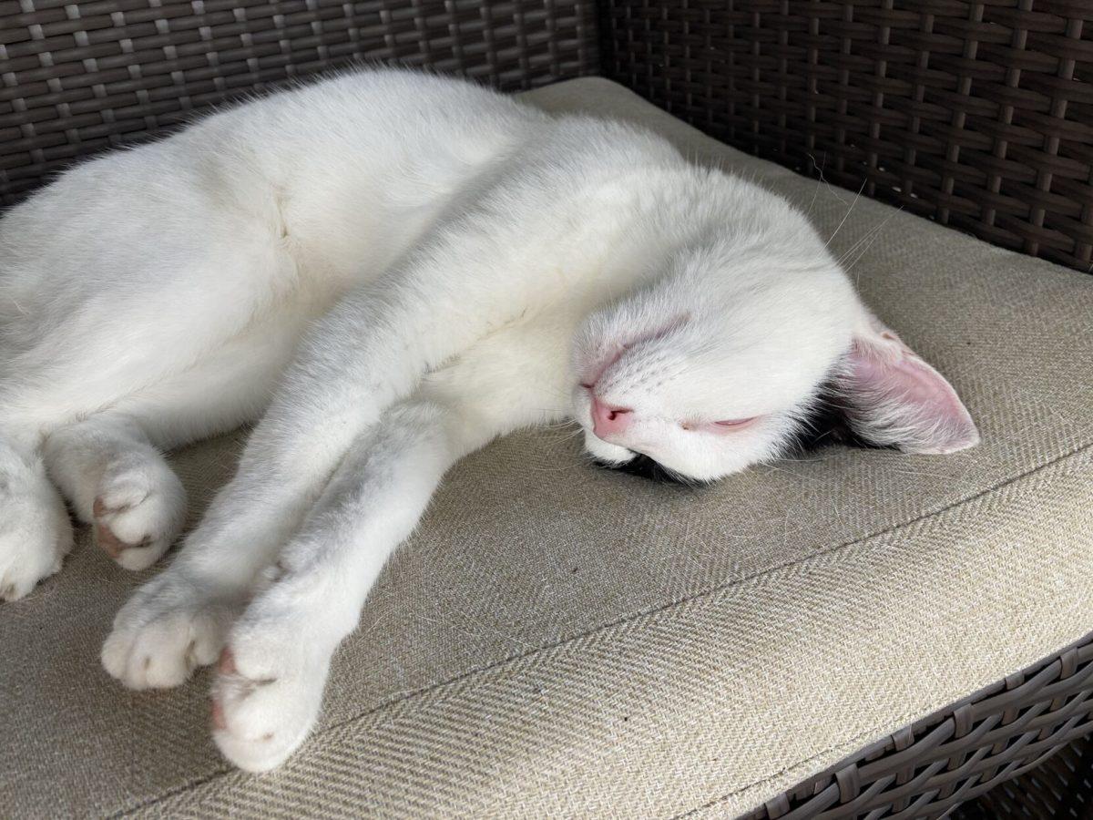“She slept under the porch of probably a dozen houses in the Fort and I think that’s one of the wonderful things about Pancho, is that she was everybody’s cat," said junior Max Baker.