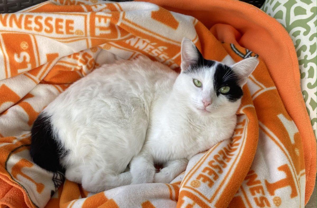Pancho, a beloved outdoor cat known for loving the college students of Clinch Avenue throughout her short life, died on Thursday, Feb. 10, 2022. 