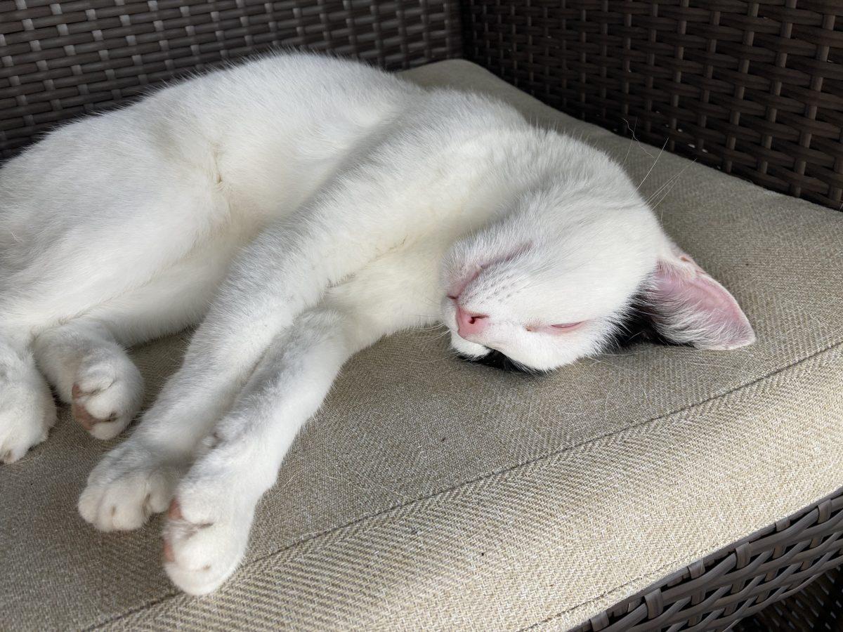 “She slept under the porch of probably a dozen houses in the Fort and I think that’s one of the wonderful things about Pancho, is that she was everybody’s cat," said junior Max Baker.
