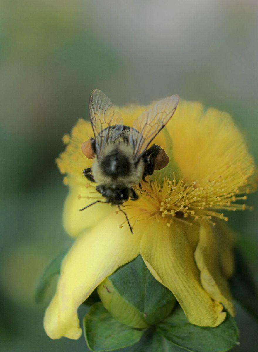 A bumblebee sits on a flower in the UT gardens on March 31, 2022. 