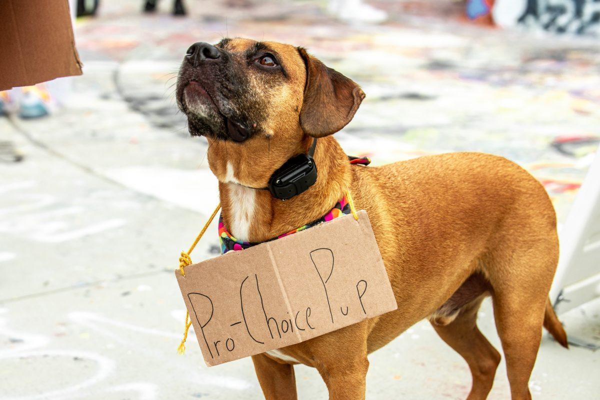 Cooper the "pro-choice pup" was brought to the march to protect Roe v. Wade on May 8, 2022 by his owner, freshman animal sciences major Eileen Reardon.