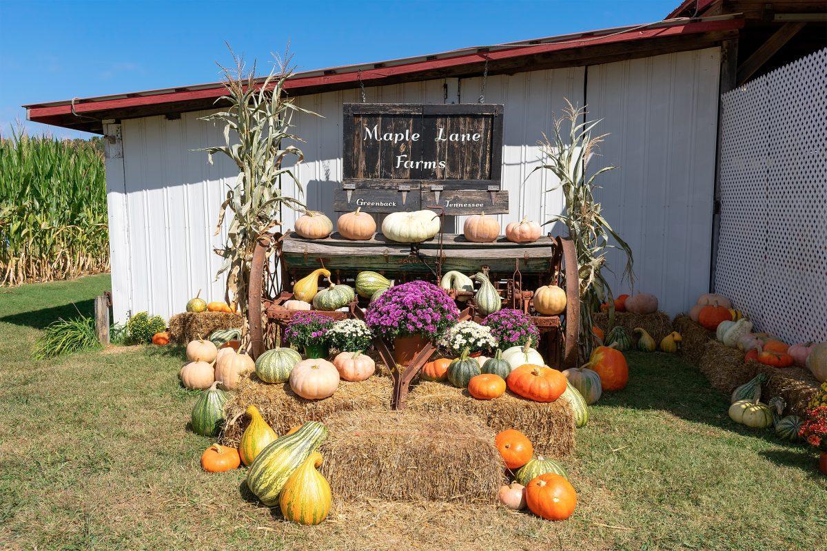 GREENBACK, TN - A photo opportunity area at Maple Lane Farms. Sunday, Oct. 9, 2022.