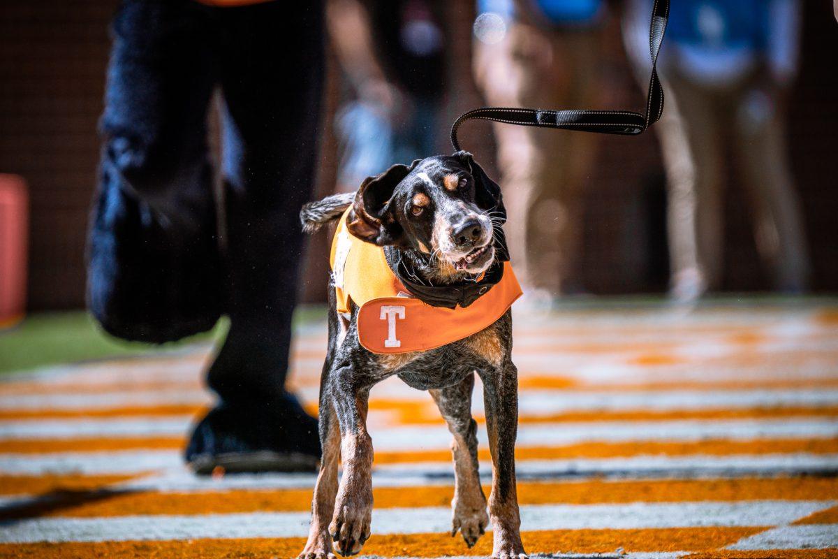 KNOXVILLE, TN - Smokey X celebrates a touchdown with the Vols in Neyland Stadium during the game between UT Knoxville and UT Martin. Saturday Oct. 22, 2022. 