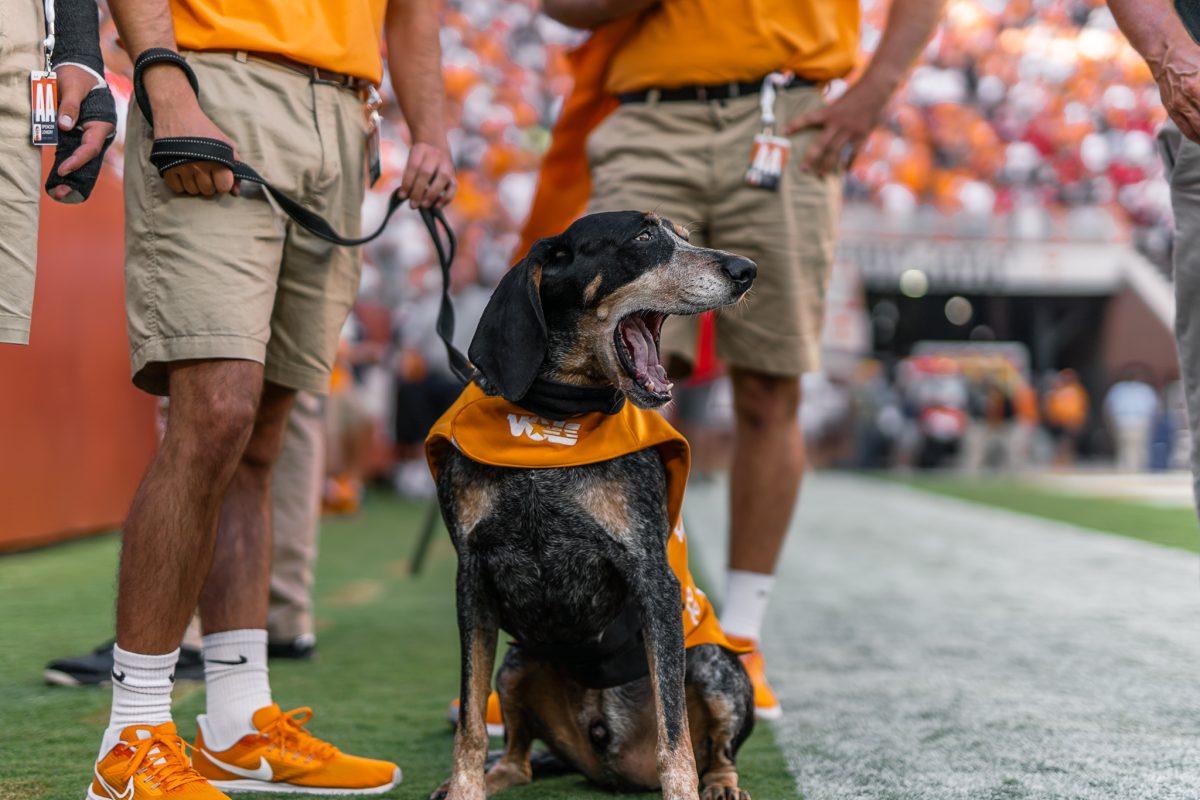 Smokey X sits on the sidelines during the season opener win against Ball State (59-10) at Neyland Stadium on Sept. 1, 2022. 