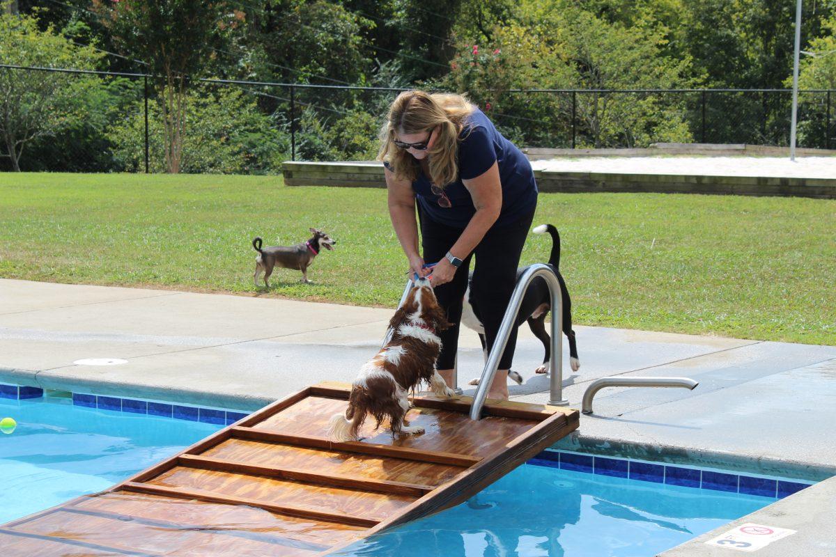 Trainer retrieves toy after playing fetch during Doggie Dip Day on September 10 at Inskip Pool. 