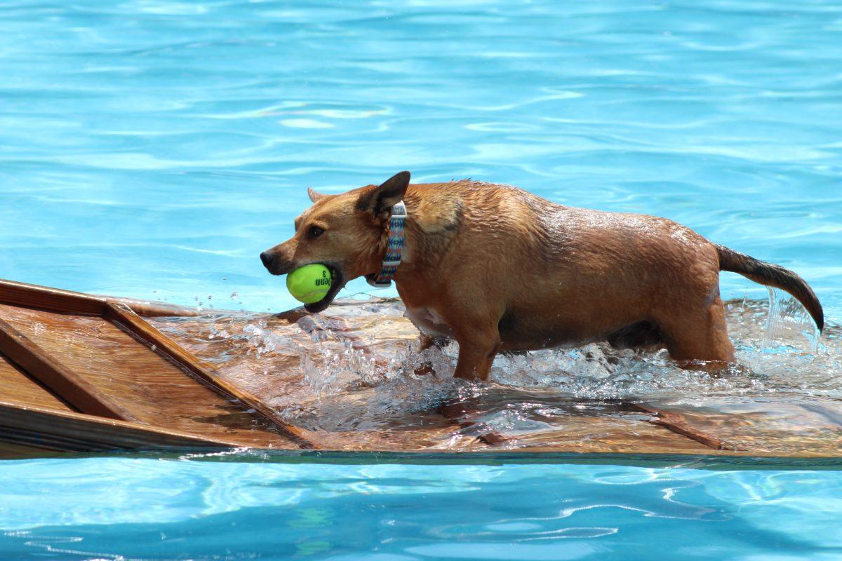 Dog climbs ladder out of the pool after playing during Doggie Dip Day on September 10, 2023 at Inskip Pool. 