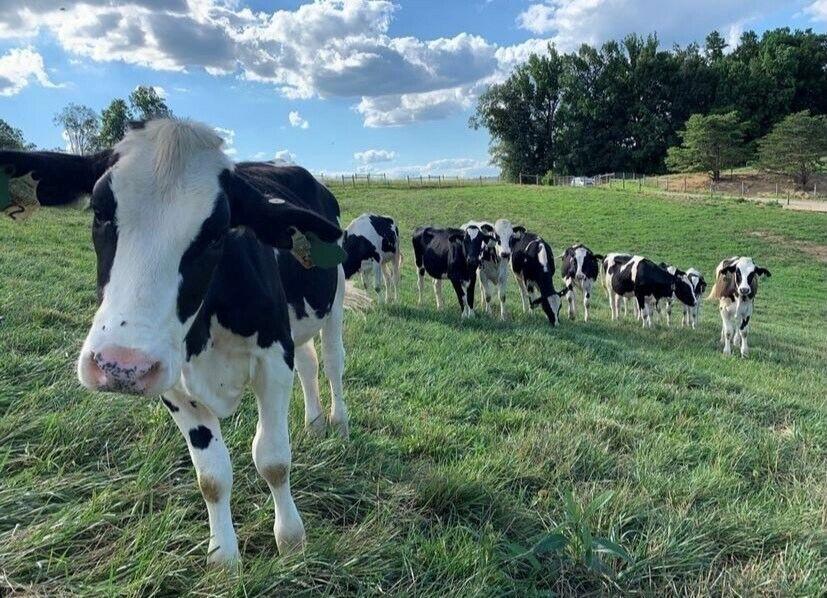 East Tennessee AgResearch Education Center's Little River Unit primarily emphasizes Holstein cow milking and production. 