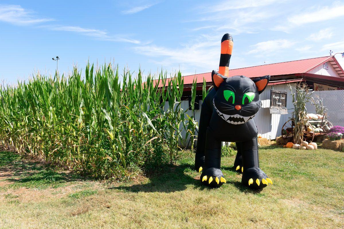 GREENBACK, TN - A giant inflatable near the corn maze at Maple Lane Farms.