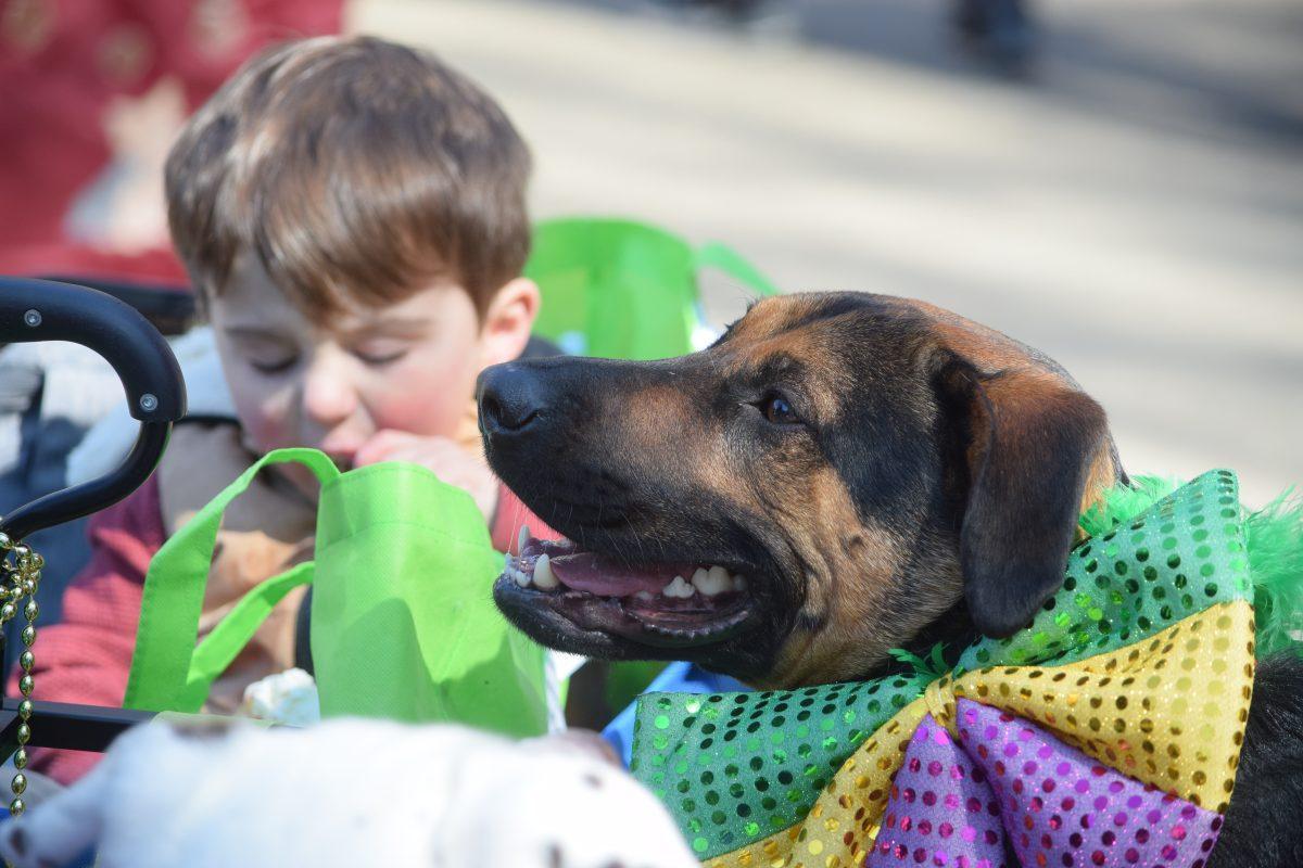 The Knoxville community came together on Saturday, March 7, 2020 to participate and enjoy the 13th Annual Mardi Growl in Market Square in downtown Knoxville. The event lasted from 11 a.m. to 3 p.m., beginning with the Mardi Growl parade.