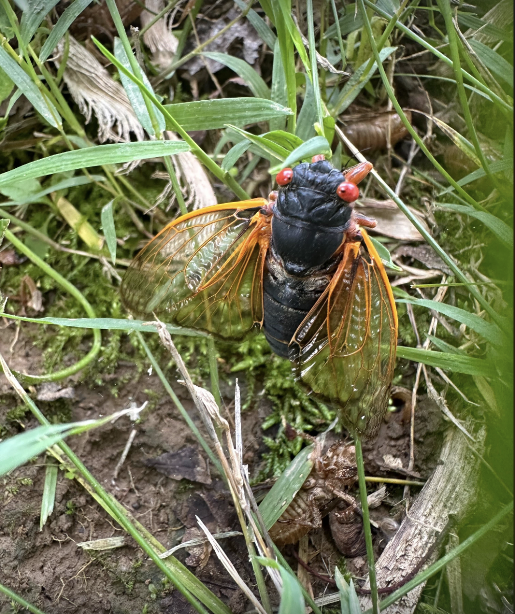 Cicada from the 2024 Brood XIX emergence, taken from UT Central District Extension Office, Nashville. Thursday, March 27, 2025.
