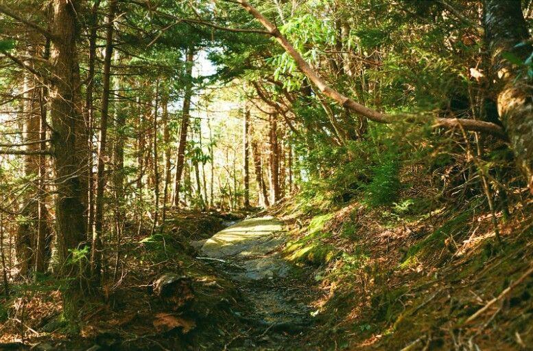 Part of the Appalachian Trail my friend Harrison Ing and I hiked up as we embarked on our search for a man named "Wildcat."