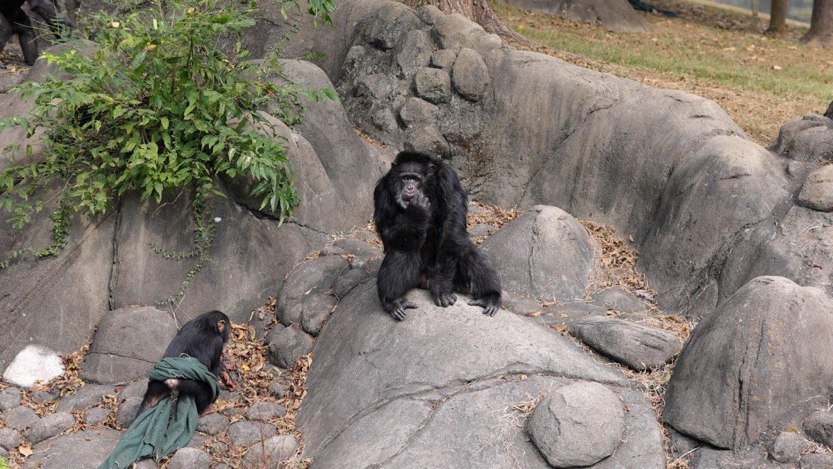 Chimpanzee Mwelu "Lu" at Zoo Knoxville. 