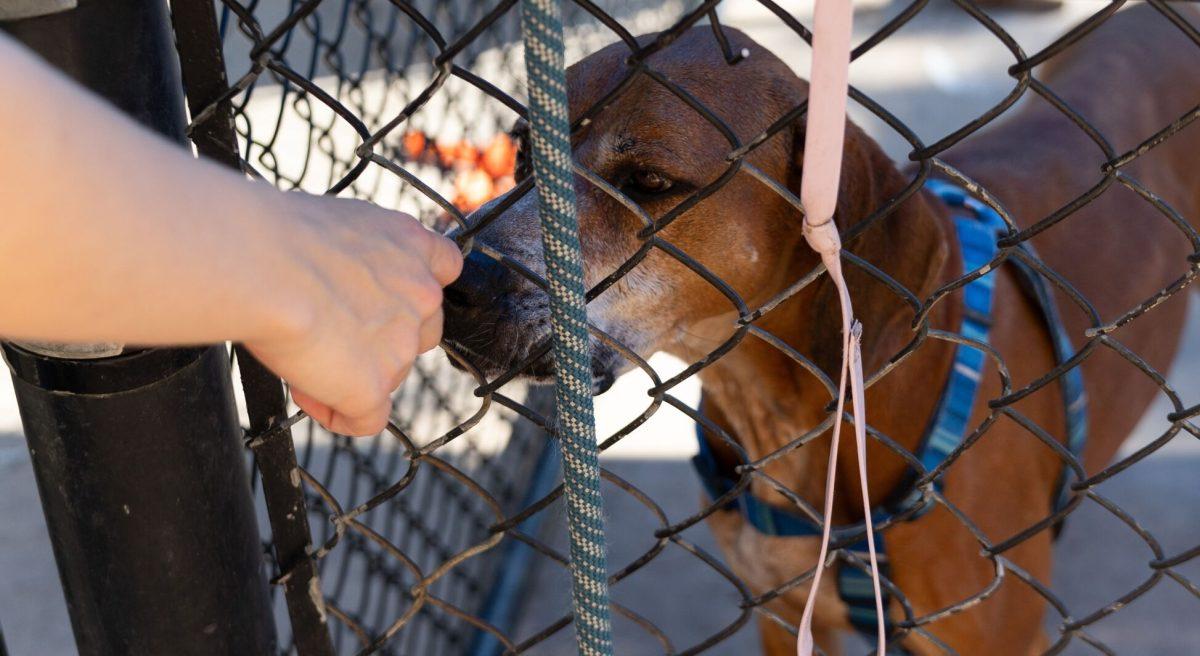 Young Williams Animal Center has been providing shelter and care for thousands of animals each year since 2001. Tuesday, Oct. 14, 2025.