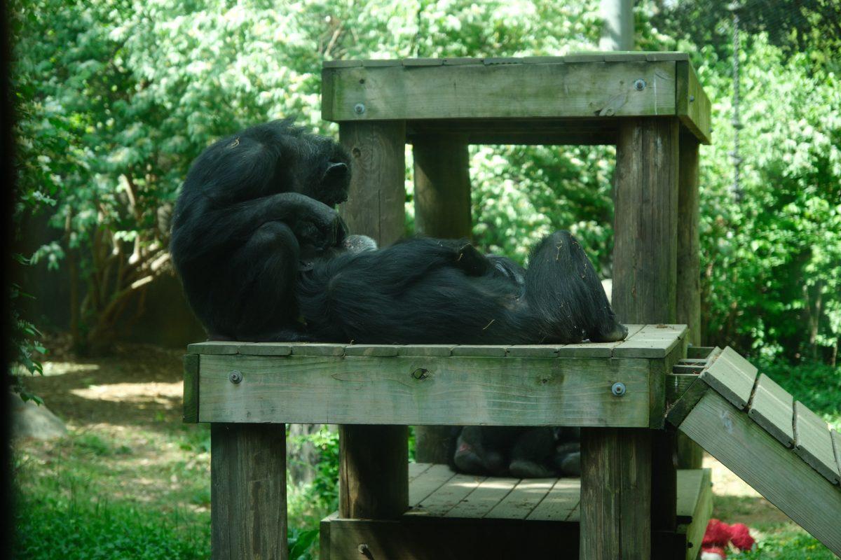 Monkeys relax on a tower at the Chattanooga Zoo, April. 5, 2025