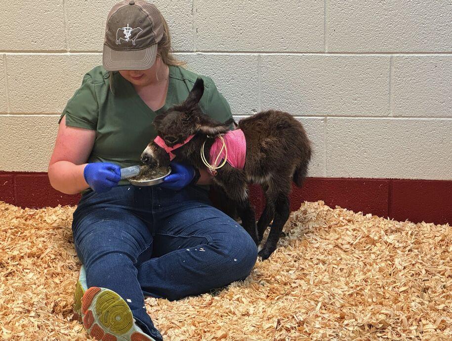 Clinical year veterinary students help with the medical care of hospitalized patients.