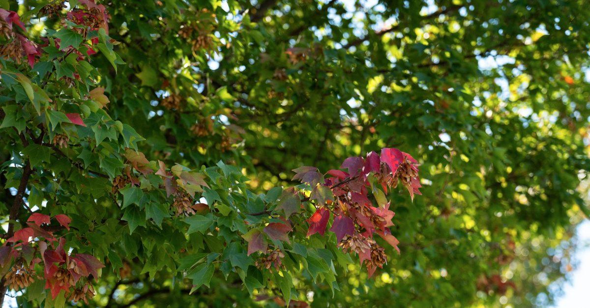 Leaves are beginning to change colors as fall approaches UT's campus. Wednesday, Oct. 8, 2025. 