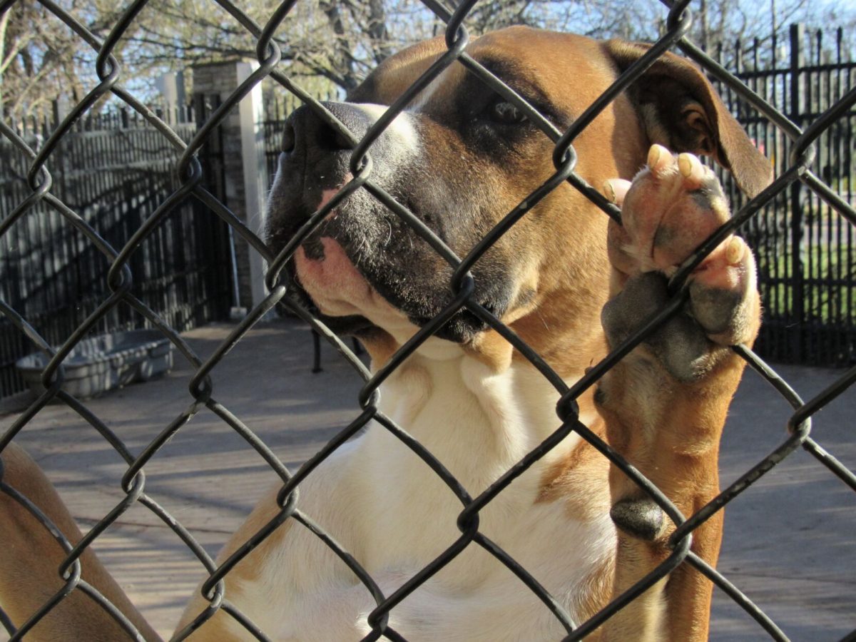 Young Williams Animal Center offers programs to assist Knoxville residents with pet ownership struggles in attempts to reduce shelter surrenders. November 18, 2025.