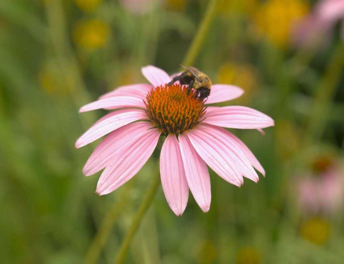 A bumblebee lands on a purple coneflower in the Agriculture and Natural Resources Building native plant rooftop garden.