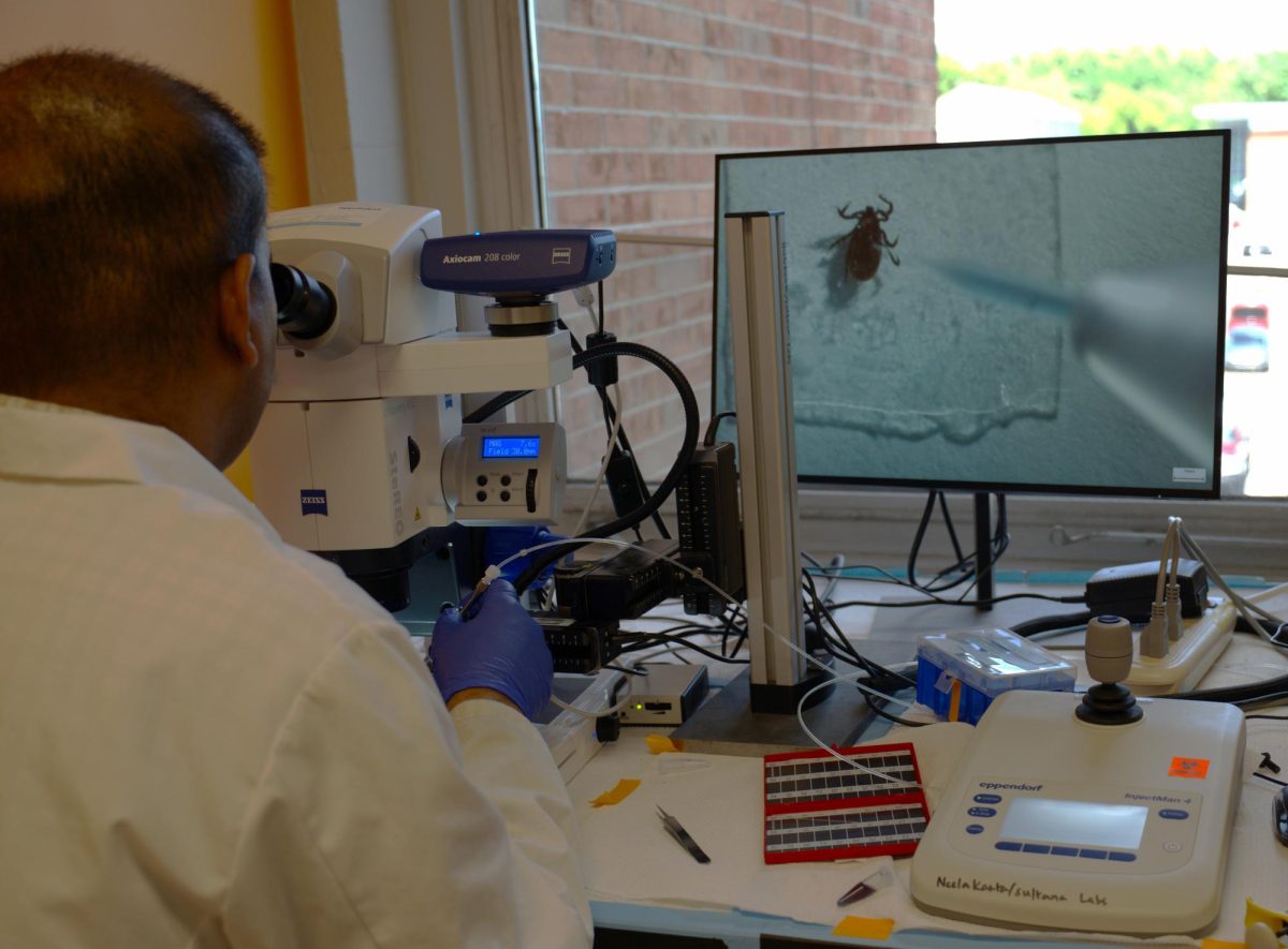 UTCVM researcher micro-injects double-stranded RNA into the body of a tick.